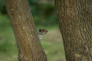 Grey squirrel at Isabella Plantation, Richmond