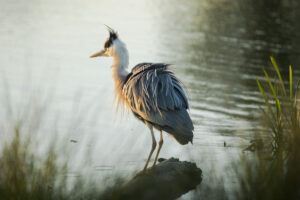 Grey Heron