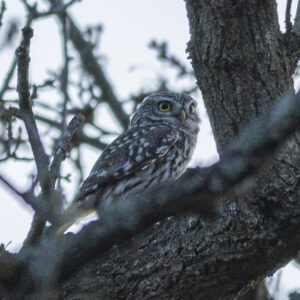 Little owl, Bushy Park